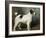 A Portrait of Nettle, a Terrier-John Emms-Framed Giclee Print