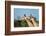 A portrait of two male southern giraffes, Giraffa camelopardalis. Okavango Delta, Botswana.-Sergio Pitamitz-Framed Photographic Print