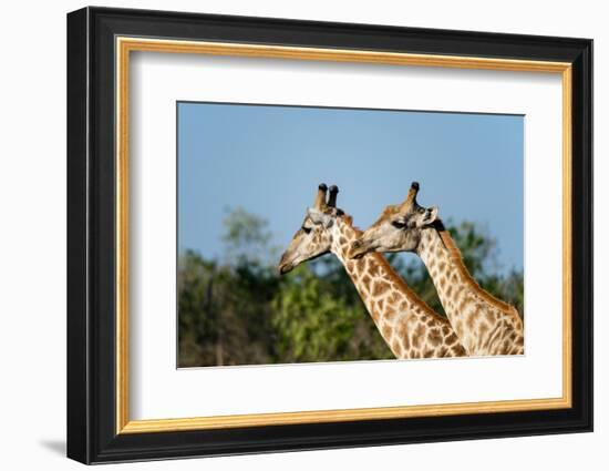 A portrait of two male southern giraffes, Giraffa camelopardalis. Okavango Delta, Botswana.-Sergio Pitamitz-Framed Photographic Print