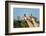 A portrait of two male southern giraffes, Giraffa camelopardalis. Okavango Delta, Botswana.-Sergio Pitamitz-Framed Photographic Print