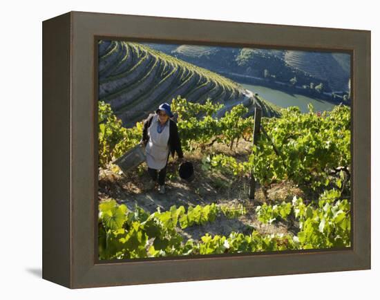 A Portuguese Woman Picks Grapes During the September Wine Harvest in Douro Valley, Portugal-Camilla Watson-Framed Premier Image Canvas