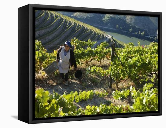 A Portuguese Woman Picks Grapes During the September Wine Harvest in Douro Valley, Portugal-Camilla Watson-Framed Premier Image Canvas