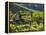 A Portuguese Woman Picks Grapes During the September Wine Harvest in Douro Valley, Portugal-Camilla Watson-Framed Premier Image Canvas