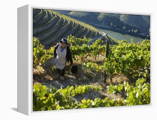 A Portuguese Woman Picks Grapes During the September Wine Harvest in Douro Valley, Portugal-Camilla Watson-Framed Premier Image Canvas
