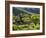 A Portuguese Woman Picks Grapes During the September Wine Harvest in Douro Valley, Portugal-Camilla Watson-Framed Photographic Print