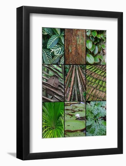 A poster featuring plants found in the Jungles of the Peruvian Rainforest-Mallorie Ostrowitz-Framed Photographic Print