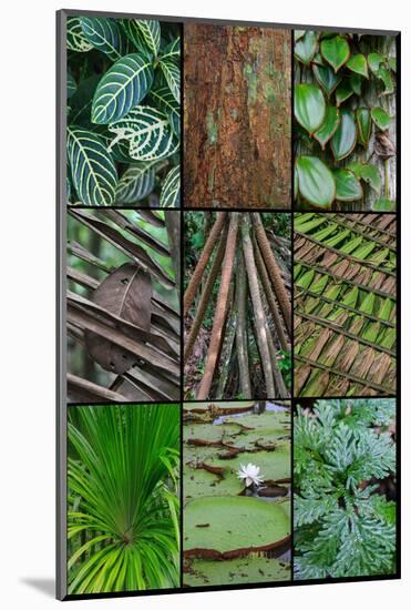 A poster featuring plants found in the Jungles of the Peruvian Rainforest-Mallorie Ostrowitz-Mounted Photographic Print