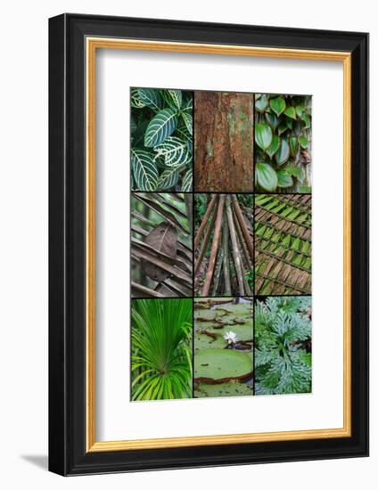 A poster featuring plants found in the Jungles of the Peruvian Rainforest-Mallorie Ostrowitz-Framed Photographic Print