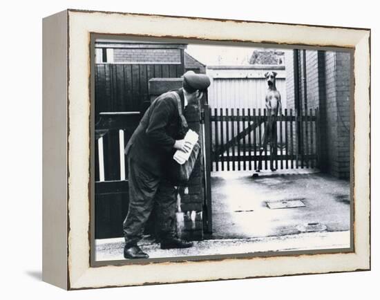 A Postman Hides Behind a Wall, Scared of a Great Dane Dog Leaning on the Fence of the House-null-Framed Premier Image Canvas