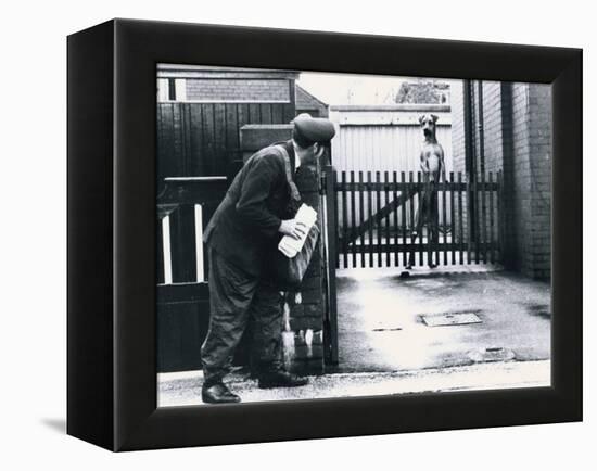 A Postman Hides Behind a Wall, Scared of a Great Dane Dog Leaning on the Fence of the House-null-Framed Premier Image Canvas