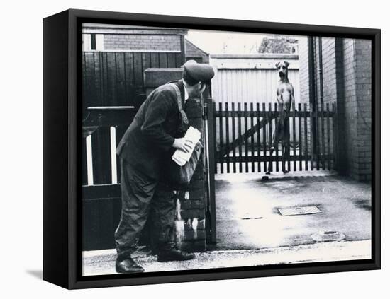 A Postman Hides Behind a Wall, Scared of a Great Dane Dog Leaning on the Fence of the House-null-Framed Premier Image Canvas