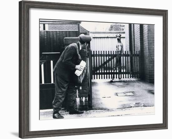 A Postman Hides Behind a Wall, Scared of a Great Dane Dog Leaning on the Fence of the House-null-Framed Photographic Print