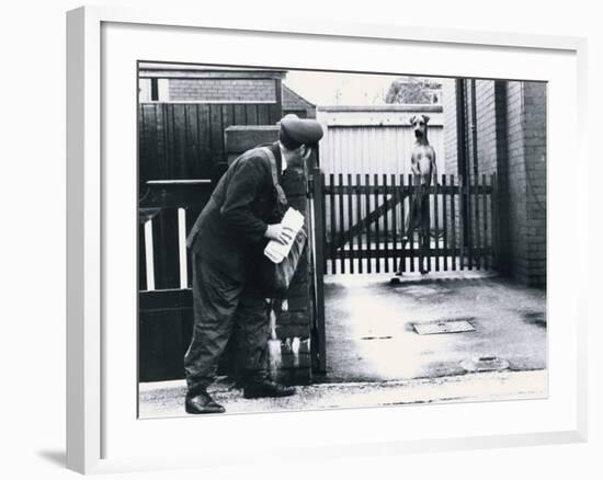 A Postman Hides Behind a Wall, Scared of a Great Dane Dog Leaning on the Fence of the House-null-Framed Photographic Print