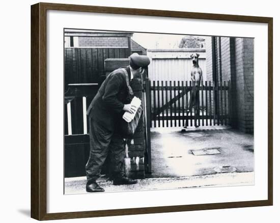 A Postman Hides Behind a Wall, Scared of a Great Dane Dog Leaning on the Fence of the House-null-Framed Photographic Print