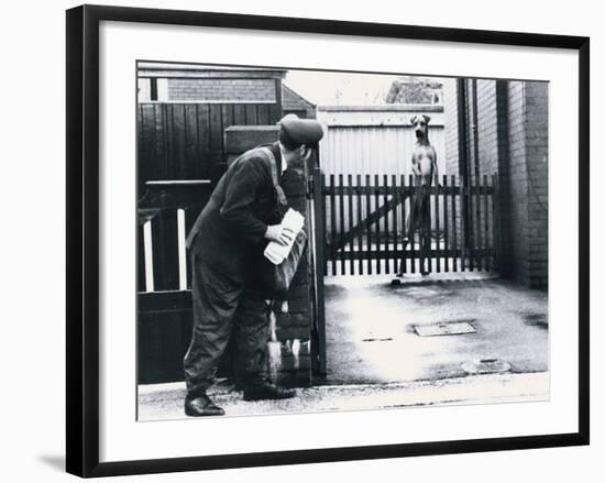 A Postman Hides Behind a Wall, Scared of a Great Dane Dog Leaning on the Fence of the House-null-Framed Photographic Print