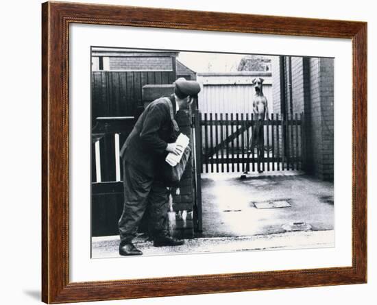 A Postman Hides Behind a Wall, Scared of a Great Dane Dog Leaning on the Fence of the House-null-Framed Photographic Print