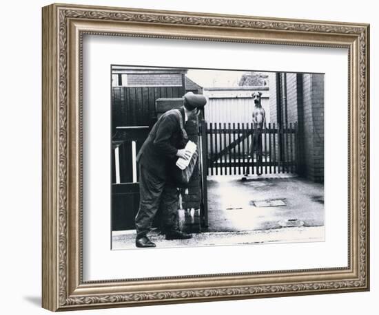 A Postman Hides Behind a Wall, Scared of a Great Dane Dog Leaning on the Fence of the House-null-Framed Photographic Print