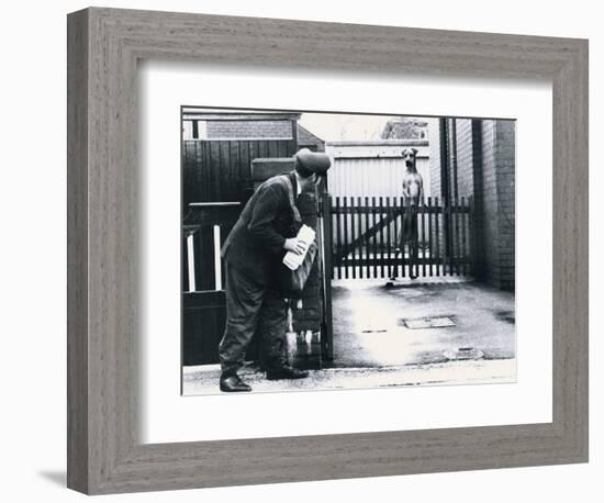 A Postman Hides Behind a Wall, Scared of a Great Dane Dog Leaning on the Fence of the House-null-Framed Photographic Print