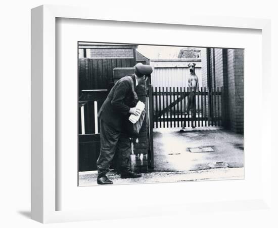 A Postman Hides Behind a Wall, Scared of a Great Dane Dog Leaning on the Fence of the House--Framed Photographic Print