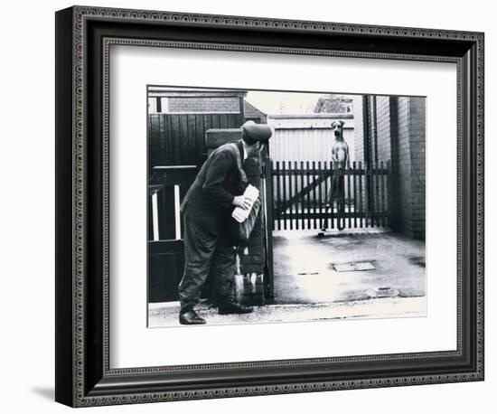 A Postman Hides Behind a Wall, Scared of a Great Dane Dog Leaning on the Fence of the House-null-Framed Photographic Print