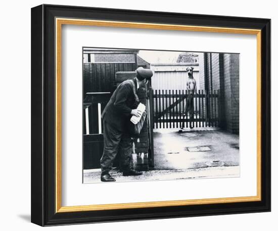 A Postman Hides Behind a Wall, Scared of a Great Dane Dog Leaning on the Fence of the House-null-Framed Photographic Print