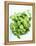 A Pot of Basil-Marc O^ Finley-Framed Premier Image Canvas