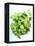 A Pot of Basil-Marc O^ Finley-Framed Premier Image Canvas