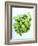 A Pot of Basil-Marc O^ Finley-Framed Photographic Print