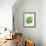 A Pot of Basil-Marc O^ Finley-Framed Photographic Print displayed on a wall