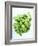 A Pot of Basil-Marc O^ Finley-Framed Photographic Print