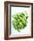 A Pot of Basil-Marc O^ Finley-Framed Photographic Print