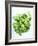 A Pot of Basil-Marc O^ Finley-Framed Photographic Print