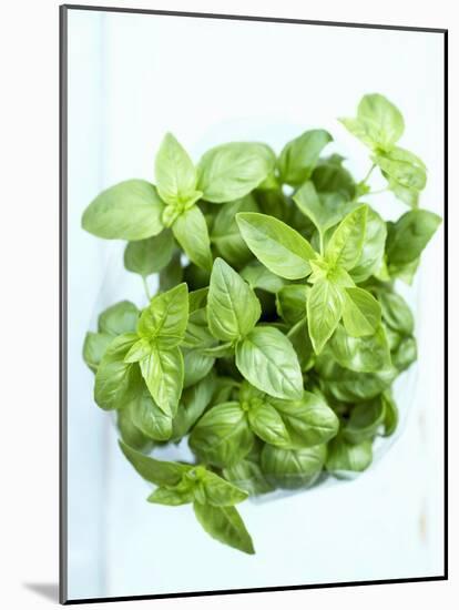 A Pot of Basil-Marc O^ Finley-Mounted Photographic Print