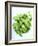 A Pot of Basil-Marc O^ Finley-Framed Photographic Print