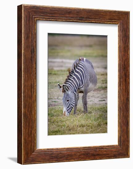A pregnant Grevy's zebra mare.-Larry Richardson-Framed Photographic Print