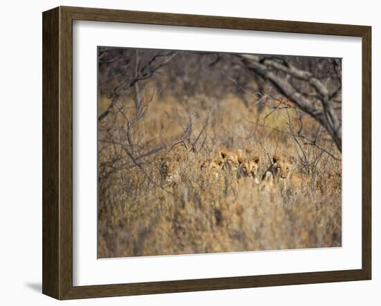 A Pride of Lionesses, Panthera Leo, Resting in Tall Grass under Trees at Sunrise-Alex Saberi-Framed Photographic Print