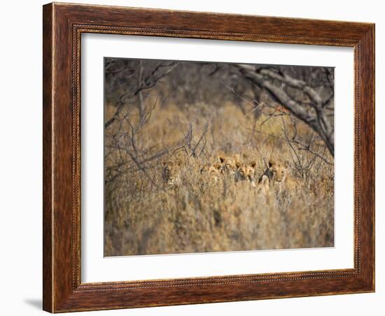 A Pride of Lionesses, Panthera Leo, Resting in Tall Grass under Trees at Sunrise-Alex Saberi-Framed Photographic Print