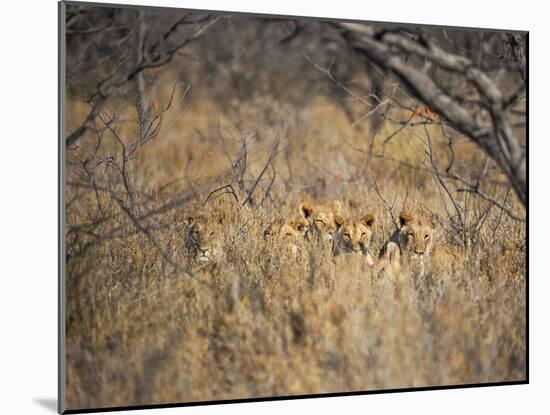 A Pride of Lionesses, Panthera Leo, Resting in Tall Grass under Trees at Sunrise-Alex Saberi-Mounted Photographic Print