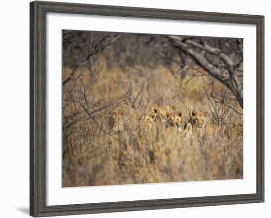 A Pride of Lionesses, Panthera Leo, Resting in Tall Grass under Trees at Sunrise-Alex Saberi-Framed Photographic Print