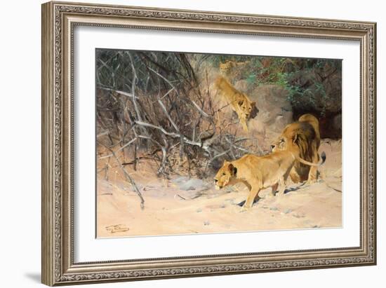 A Pride of Lions on the Prowl (Oil on Canvas)-Wilhelm Kuhnert-Framed Giclee Print