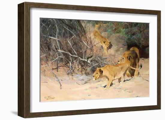 A Pride of Lions on the Prowl (Oil on Canvas)-Wilhelm Kuhnert-Framed Giclee Print