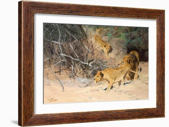 A Pride of Lions on the Prowl (Oil on Canvas)-Wilhelm Kuhnert-Framed Giclee Print