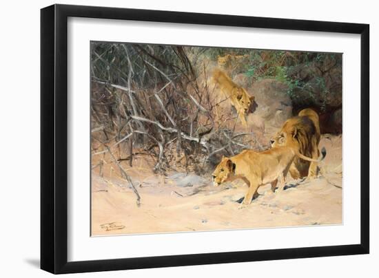 A Pride of Lions on the Prowl (Oil on Canvas)-Wilhelm Kuhnert-Framed Giclee Print