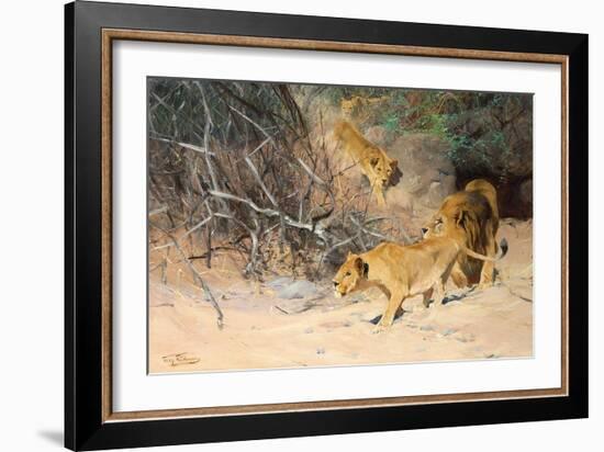 A Pride of Lions on the Prowl (Oil on Canvas)-Wilhelm Kuhnert-Framed Giclee Print