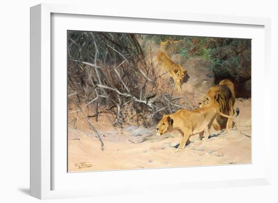 A Pride of Lions on the Prowl (Oil on Canvas)-Wilhelm Kuhnert-Framed Giclee Print