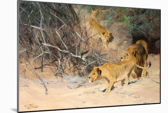 A Pride of Lions on the Prowl (Oil on Canvas)-Wilhelm Kuhnert-Mounted Giclee Print