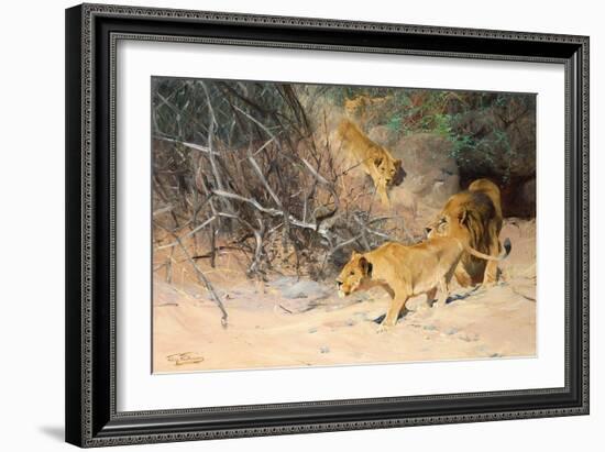 A Pride of Lions on the Prowl (Oil on Canvas)-Wilhelm Kuhnert-Framed Giclee Print