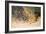 A Pride of Lions on the Prowl (Oil on Canvas)-Wilhelm Kuhnert-Framed Giclee Print