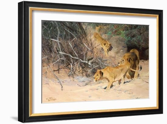 A Pride of Lions on the Prowl (Oil on Canvas)-Wilhelm Kuhnert-Framed Giclee Print