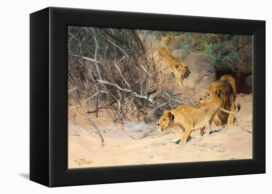 A Pride of Lions on the Prowl (Oil on Canvas)-Wilhelm Kuhnert-Framed Premier Image Canvas